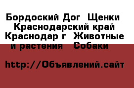 Бордоский Дог. Щенки - Краснодарский край, Краснодар г. Животные и растения » Собаки   